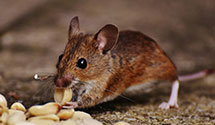 24 Hour & Emergency Exterminators in East Nichols, NY
